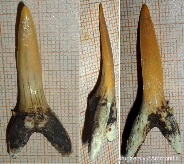зубы акул, shark teeth