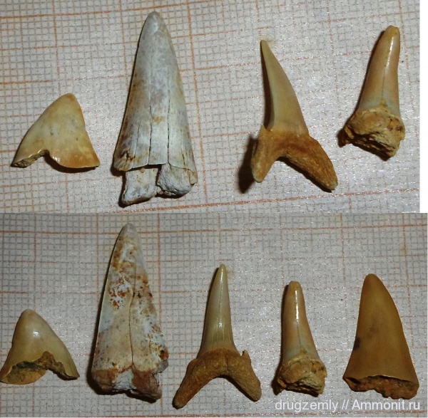 зубы акул, shark teeth