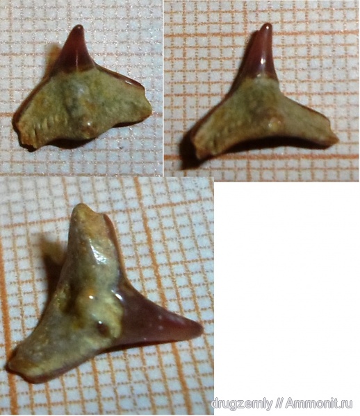 зубы акул, shark teeth