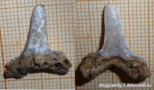 зубы акул, shark teeth