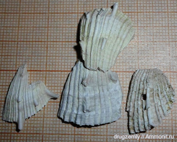 двустворки, Spondylus