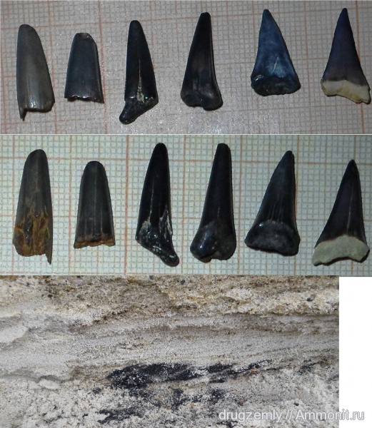 зубы акул, shark teeth