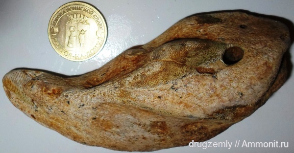 химеры, Edaphodon, Edaphodon bucklandi