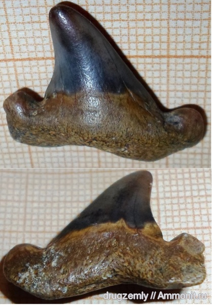 зубы акул, shark teeth