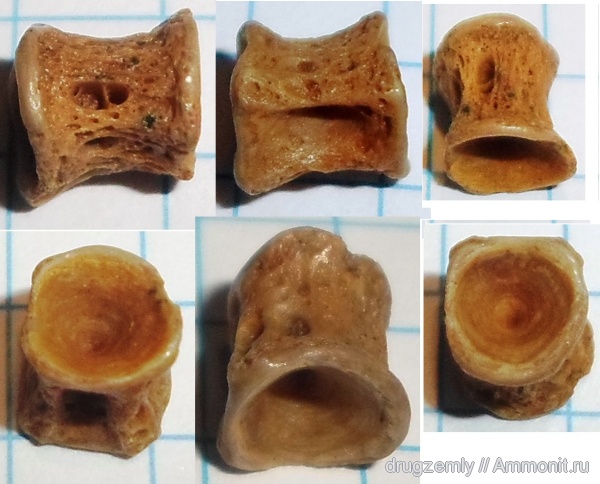 позвонки рыб