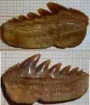 зуб акулы вида Notorhynchus kempi