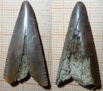 Зуб  акулы  Carcharocles(Otodus cf. auriculatus)