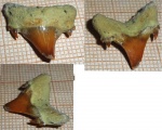 зуб на определение Jaekelotodus