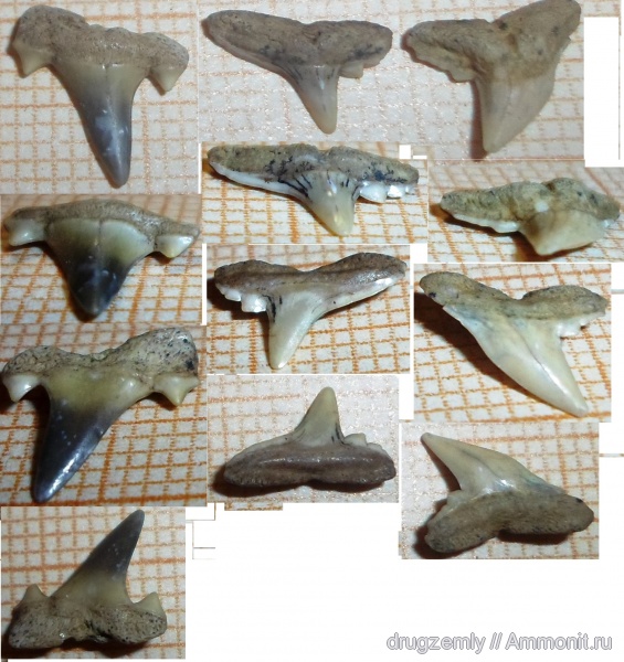 зубы акул, shark teeth