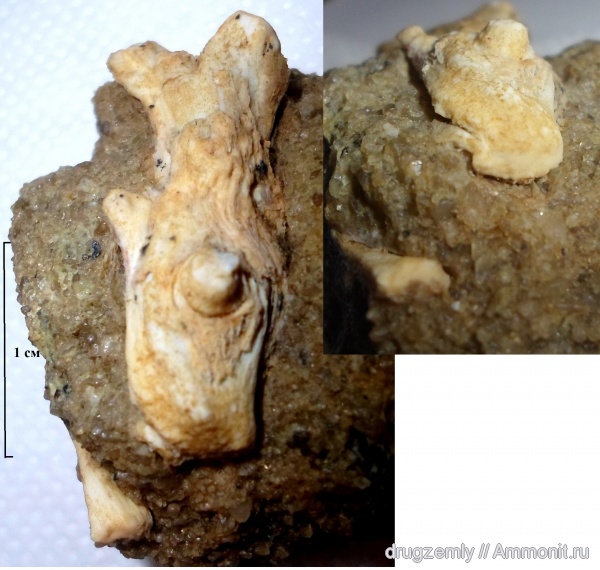 окаменевшее дерево