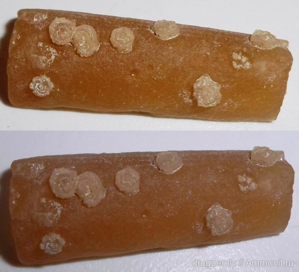 belemnites