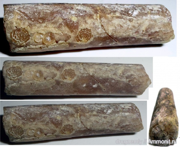 belemnites