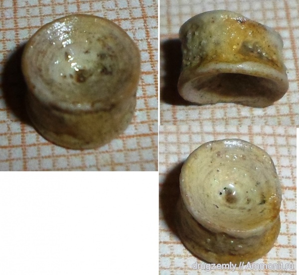 позвонки рыб