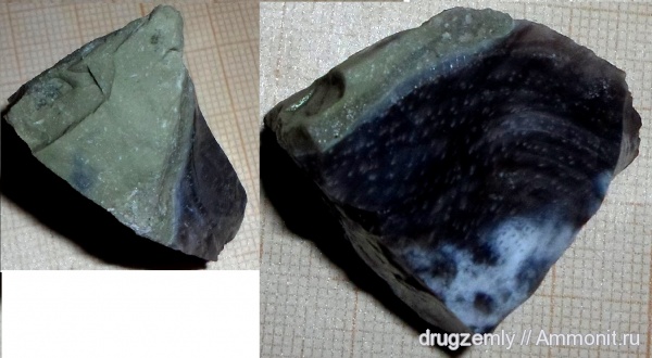 окаменевшее дерево