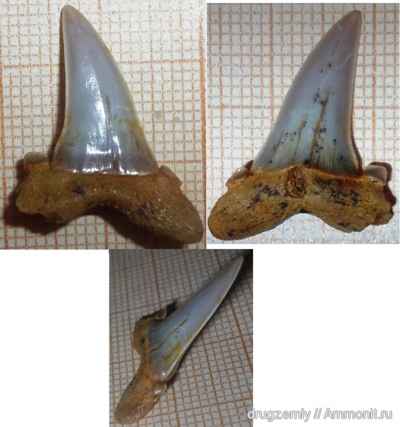 зубы, Striatolamia macrota