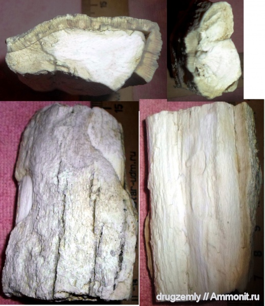 окаменевшее дерево, Arthropitys