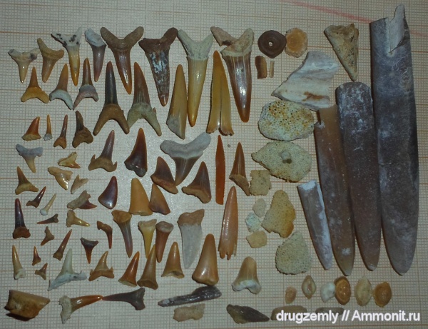 зубы, Belemnitella Mukronata