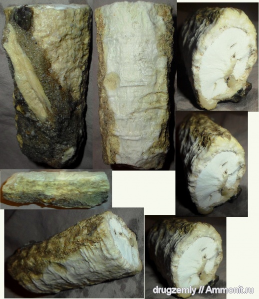 окаменевшее дерево