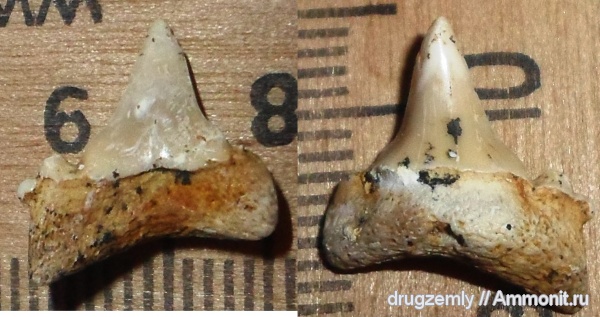 эоцен, акулы