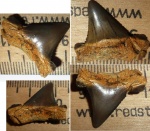 зуб Carcharias или Palaeocarcharodon orientalis?