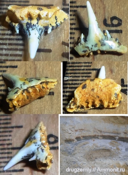 зубы акул, Synechodus