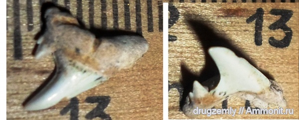 зубы, палеоцен, акулы