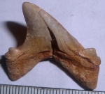 зуб Jaekelotodus sp.