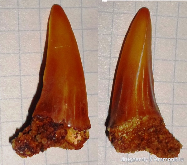 зубы акул, Striatolamia