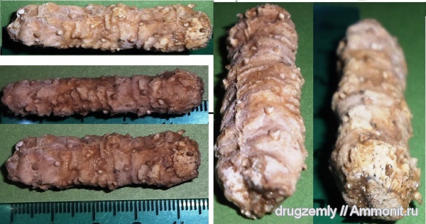 окаменевшее дерево