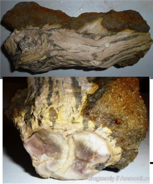 окаменевшее дерево