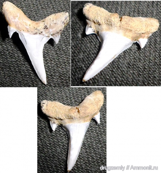 зубы акул