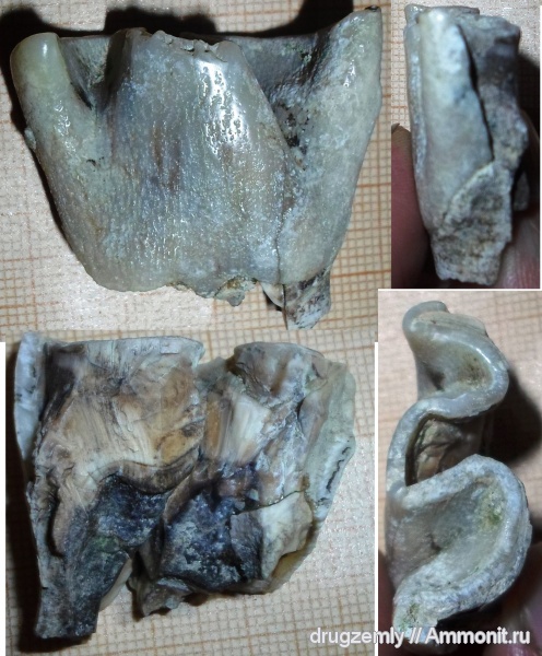 зубы, носороги, Coelodonta antiquitatis