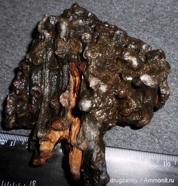 окаменевшее дерево