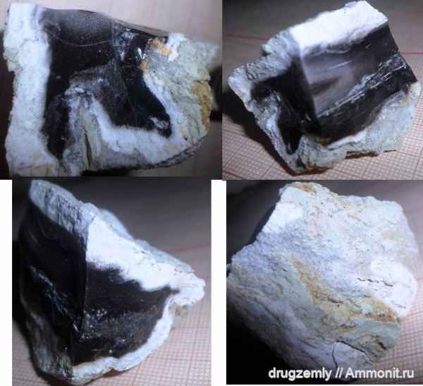 окаменевшее дерево