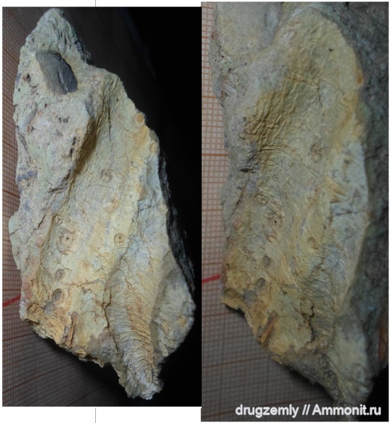 окаменевшее дерево