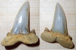 зуб Striatolamia
