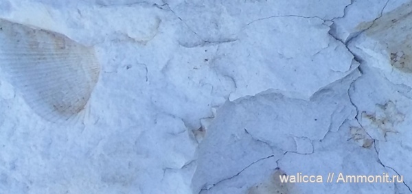 мел, двустворки, Грузия, Шаори