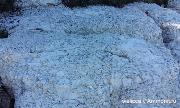 аммониты, мел, Грузия, Шаори, Имеретия