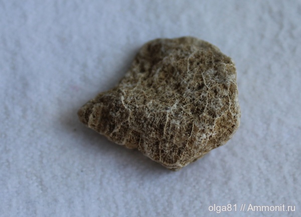 кораллы, кишечнополостные, Rugosa