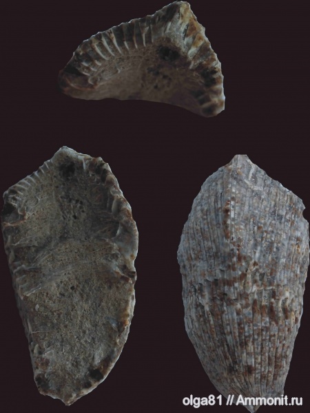 кораллы, Rugosa