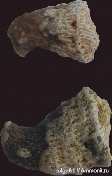 карбон, кораллы, кишечнополостные, Rugosa