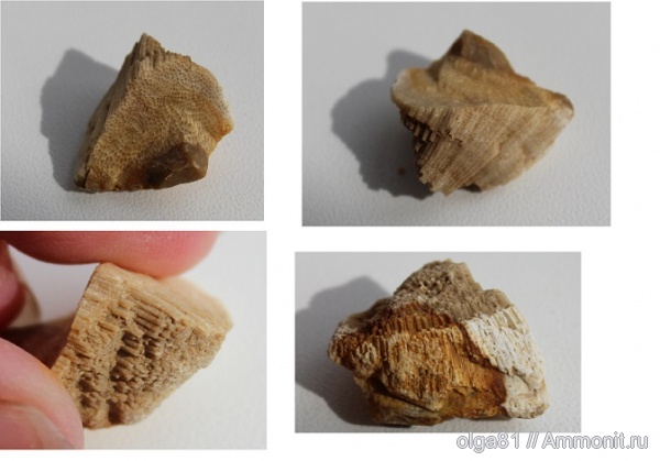 карбон, губки, Chaetetes, беспозвоночные