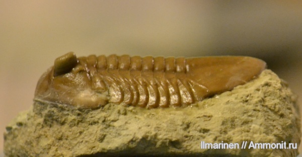 трилобиты, ордовик, Asaphus, Asaphus plautini, Ordovician