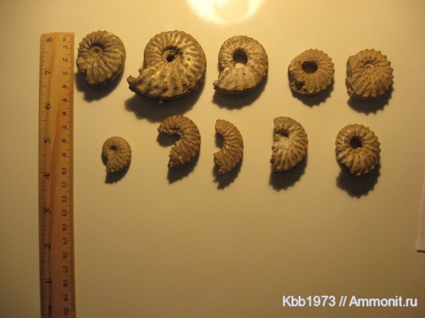 моллюски, мел, головоногие моллюски, Украина, Schloenbachia, Schloenbachia varians, Cretaceous