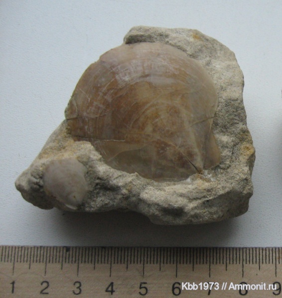 моллюски, мел, двустворчатые моллюски, Украина, Entolium, Cretaceous