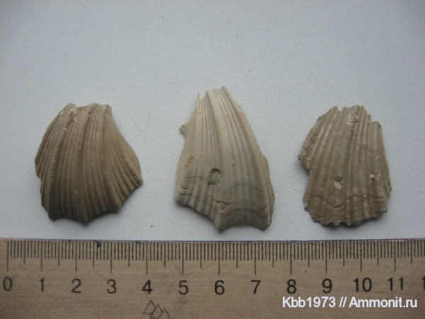 моллюски, мел, Украина, беспозвоночные, Neithea, Cretaceous