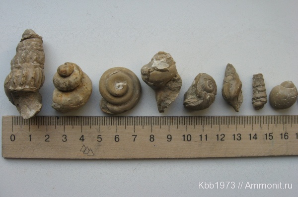 гастроподы, моллюски, мел, Украина, беспозвоночные