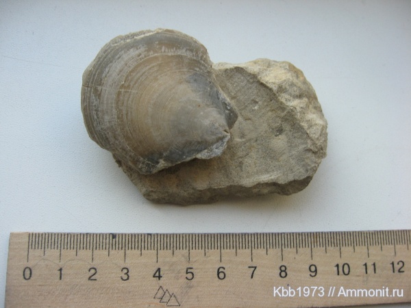 моллюски, мел, Украина, беспозвоночные, Entolium