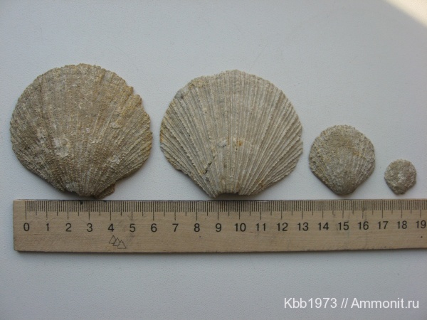 моллюски, мел, двустворчатые моллюски, Украина, беспозвоночные