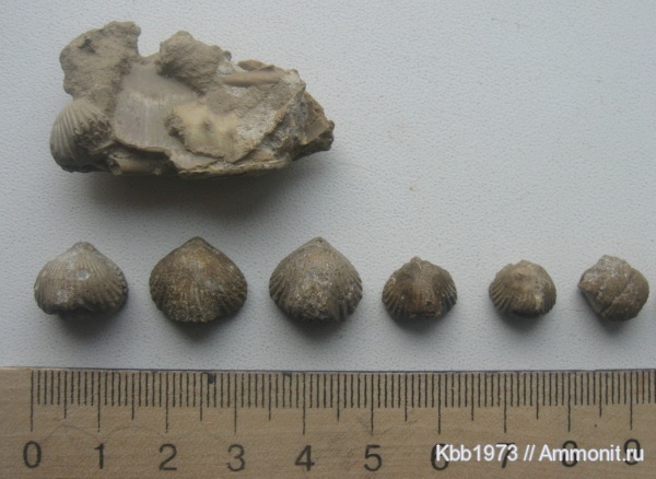 брахиоподы, моллюски, мел, Украина, беспозвоночные